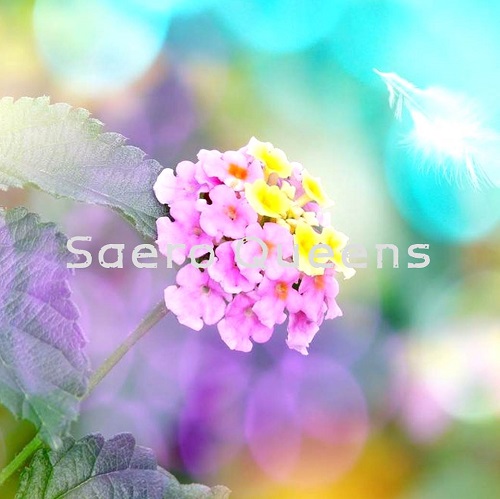»óǰ ¼¶³×ÀÏ »óǰ ¼¶³×ÀÏ